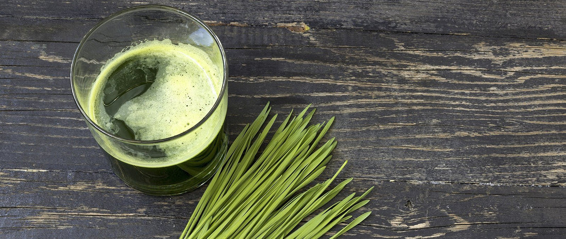 Wheatgrass
