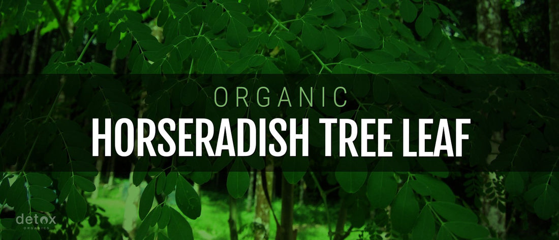 Organic Horseradish Tree Leaf