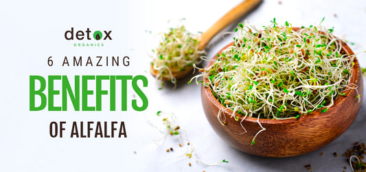 Alfalfa